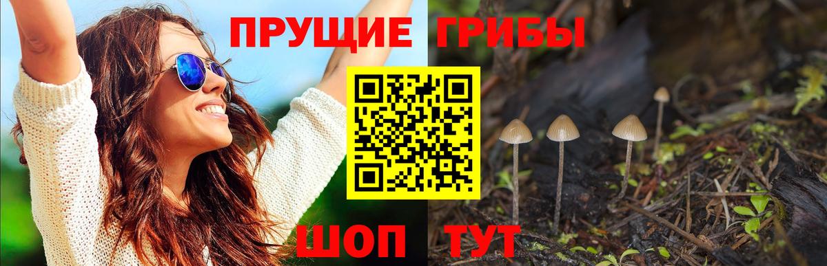 Псилоцибиновые грибы прущие грибы Вышний Волочёк